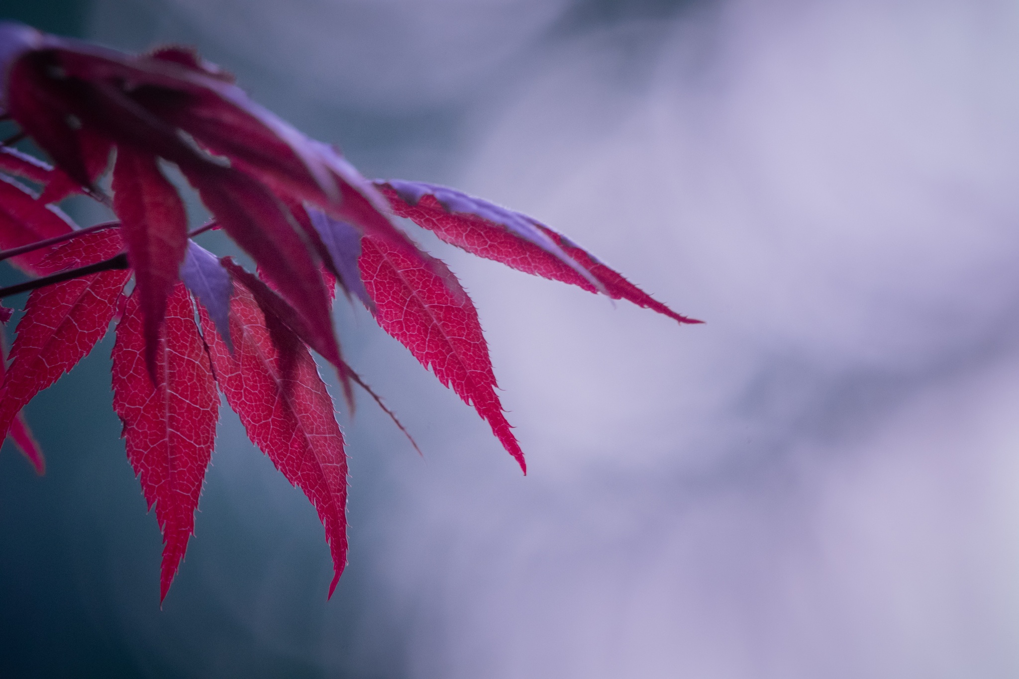 Red Acer photographed during twilight with soft bokeh behind the detailed leaves.